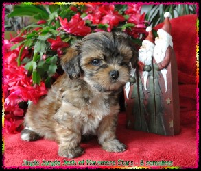 bichon Havanais - Havaneser - Havanese Stars - Marguerite Seeberger