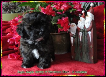 bichon havanais - Havaneser - Havanese Stars - Marguerite Seeberger