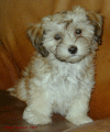 Utopie Havanese Stars  bichon havanais  Havaneser