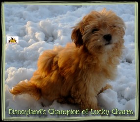 Havaneser - Havanais - bichons - Havanese Stars