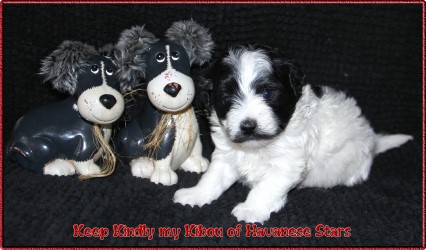 bichon havanais - havanese - havaneser - Havanese Stars M. Seeberger