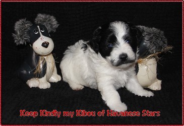 Havanese - Havaneser - bichon Havanais - Marguerite Seeberger Havanese Stars (FCI)