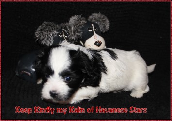 Havanese Stars Welpen blanc-noir Havaneser  bichon havanais