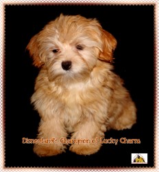 Havanese fawn - bichon havanais fauve - falbfarbiger Havaneser - Marguerite Seeberger