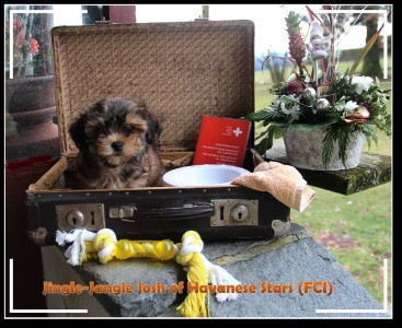 bichon havanais - havaneser - havanese Stars Marguerite Seeberger