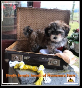 Havaneser - Havanese - bichon havanais - Havanese Stars Marguerite Seeberger Switzerland