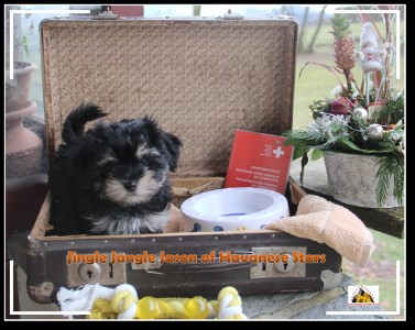 Havanese; bichon havanais; Havaneser; Havanese Stars Marguerite Seeberger Switzerland