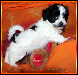 Havanese - Havaneser - bichon Havanais Havanese Stars Marguerite Seeberger