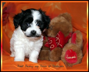 Havanese Stars bichons havanais Marguerite Seeberger