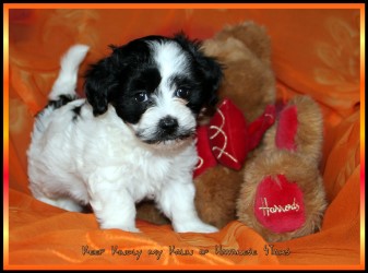 Bichons havanais Havanese Stars Marguerite Seeberger