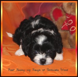 Bichons havanais - Havaneser - Havanese Stars Marguerite Seeberger