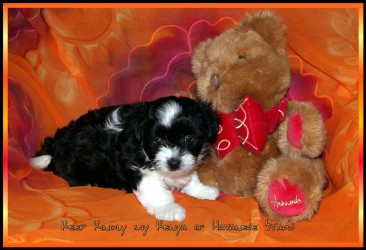 bichons Havanais - Havaneser - Havanese Stars - Marguerite Seeberger
