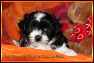 Havaneser - bichons havanais - Havanese Stars Marguerite Seeberger