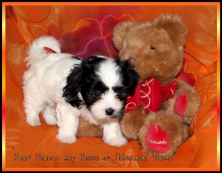 bichon havanais - Havaneser - Havanese Stars - Marguerite Seeberger