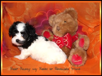 Havaneser - bichon havanais - Havanese Stars - Marguerite Seeberger