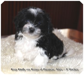 Bichon havanais - Havaneser - Havanese Stars Marguerite Seeberger