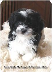 bichon havanais - Havaneser - Havanese Stars - M. Seeberger