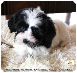 bichon havanais, Havaneser, Havanese Stars, arguerite Seeberger Switzerland
