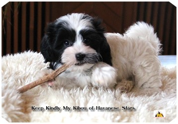 Havaneser, bichon havanais, Haanese Stars Marguerite Seeberger
