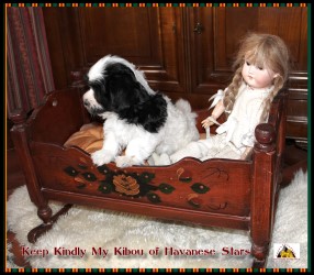 Bichon havanais - Havaneser, Havanese Stars Marguerite Seeberger Switzerland