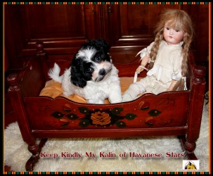Havanais, Havaneser, Havanese Stars Marguerite Seeberger, Switzerland
