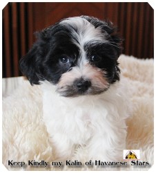 bichon havanais, Havaneser, Havanese Stars, Marguerite Seeberger, Switzerland