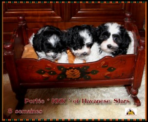 Havanese Stars bichons havanais, Havaneser, Marguerite Seeberger