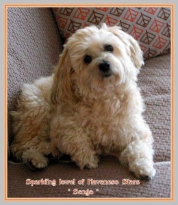 Elevage de bichons Havanese Stars - Marguerite Seeberger