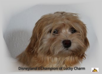 bichon havnais - Havaneser - Havanese Stars Marguerite Seeberger Switzerland