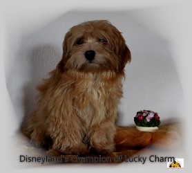 Disneyland's Champion of Lucky Charm de l'�levage Havanese Stars