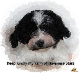 bichon havanais - Havaneser - Havanese Stars Marguerite Seeberger