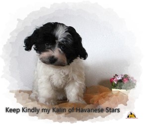 Havanais - bichons - Havaneser - Havanese Stars Marguerite Seeberger
