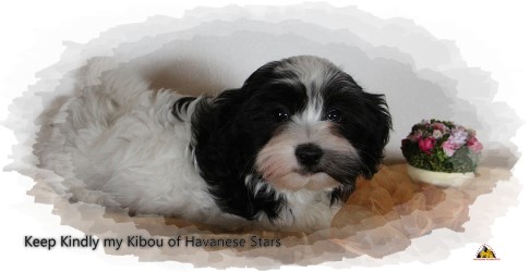 Havanais - Havaneser - Havanese Stars Marguerite Seeberger