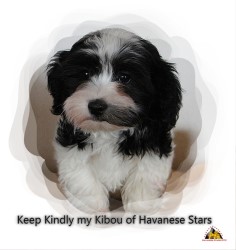 Havanais - Havaneser - Havanese Stars Marguerite Seeberger