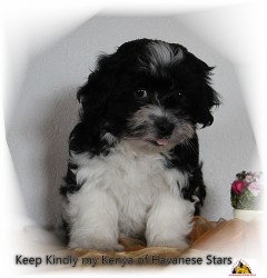 bichon havanais - Havaneser - Havanese Stars Switzerland