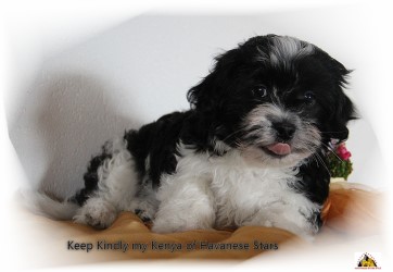 Havaneser - bichon Havanais - Havanese Stars  Marguerite Seeberger
