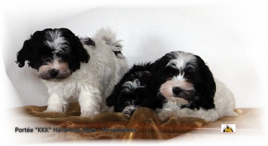 Havaneser Rden Trio KKK of Havanese Stars