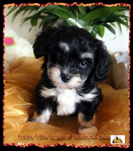Havanese bichon, Havaneser, bichon Havanais, Havanese Stars Marguerite Seeberger