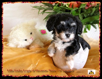 bichon havanais, Havaneser, Havanese Stars, Marguerite Seeberger