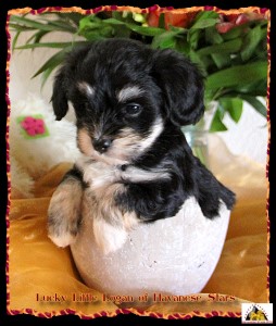 bichon havanais, Havaneser, Havanese Stars, Marguerite Seeberger