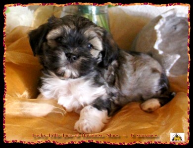 bichon havanais - Havaneser - Havanese Stars Marguerite Seeberger
