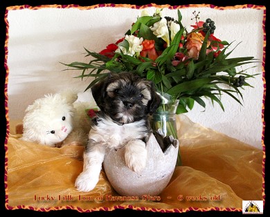 bichon havanais, Havaneser, Havanese Stars, Marguerite Seeberger