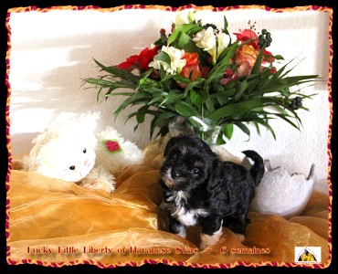 bichons havanais, Havaneser, Havanese Stars, Marguerite Seeberger
