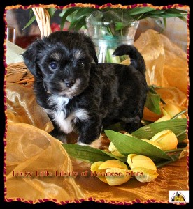 Havanese, Havaneser, bichon Havanais, Havanese Stars, Marguerite Seeberger
