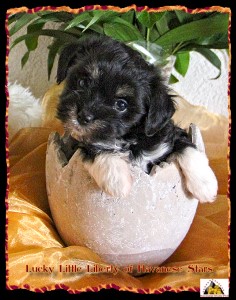 Havanais, bichons, Havaneser, Havanese Stars, M. Seeberger, Switzerland