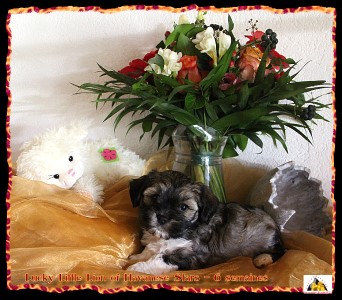 bichon havanais, Havaneser, Havanese Stars, M. Seeberger