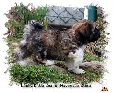 Bichon havanais Havanese Stars - M. Seeberger