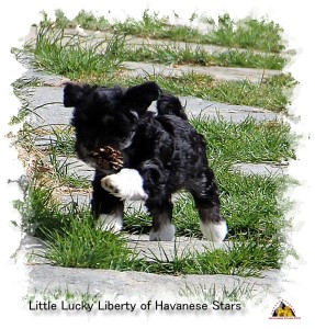 Havanese Stars - Marguerite Seeberger - bichons havanais