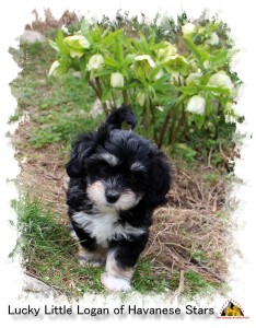 bichon havanais black and tan Havanese Stars - M. Seeberger