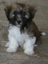 Havaneserrde Xanjo  bichon havanais  Havaneser